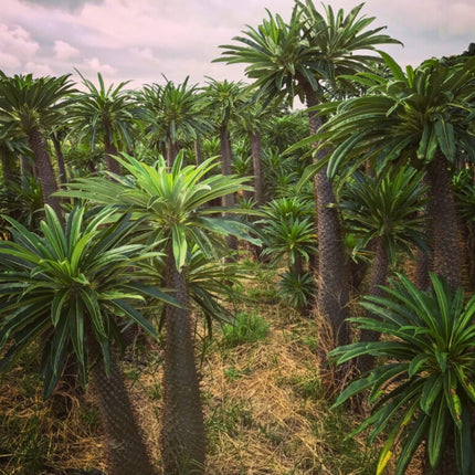 Nasiona Palmy Madagaskarskiej - Pachypodium Lamerei