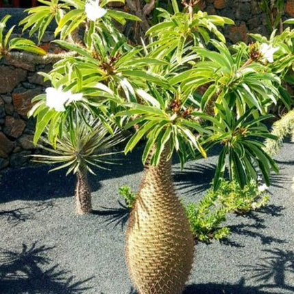 Nasiona Palmy Madagaskarskiej - Pachypodium Lamerei