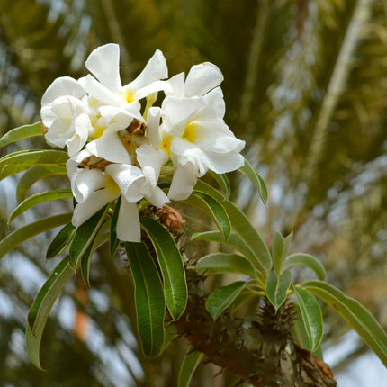 Nasiona Palmy Madagaskarskiej - Pachypodium Lamerei