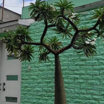 Nasiona Palmy Madagaskarskiej - Pachypodium Lamerei