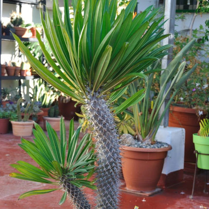 Nasiona Palmy Madagaskarskiej - Pachypodium Lamerei