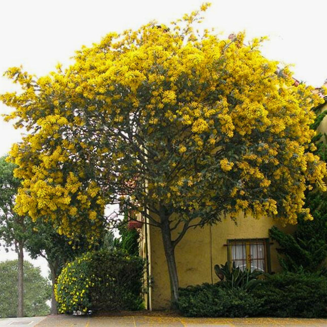 Nasiona Mimozy Złotej - Acacia Baileyana