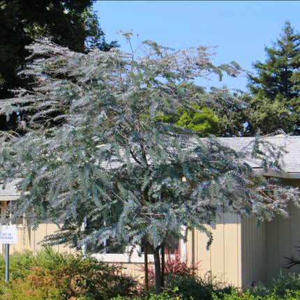 Nasiona Mimozy Złotej - Acacia Baileyana