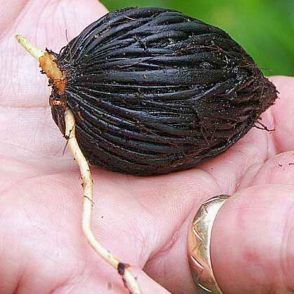Nasiona Palmy Lisiej - Wodyetia Bifurcata