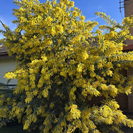 Nasiona Mimozy Złotej - Acacia Baileyana