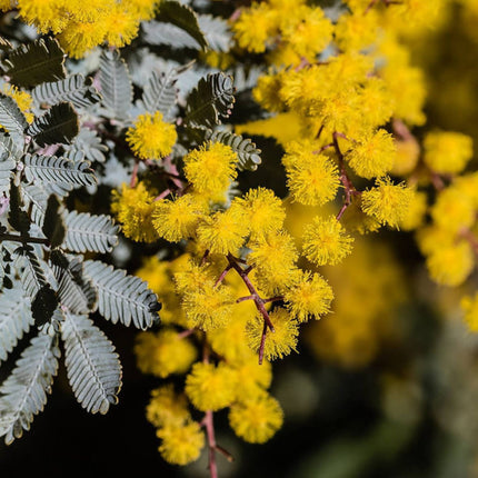 Nasiona Mimozy Złotej - Acacia Baileyana