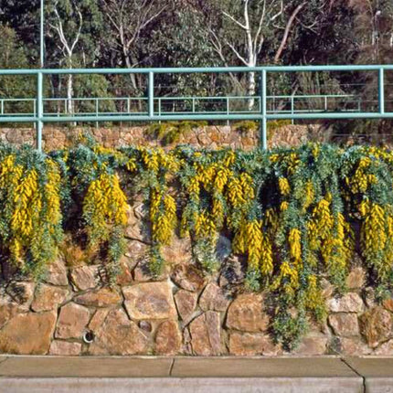Nasiona Mimozy Złotej - Acacia Baileyana