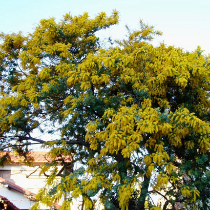 Nasiona Mimozy Złotej - Acacia Baileyana