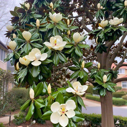 Nasiona Magnolii Wielkokwiatowej - Magnolia Grandiflora