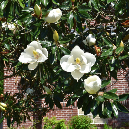 Nasiona Magnolii Wielkokwiatowej - Magnolia Grandiflora