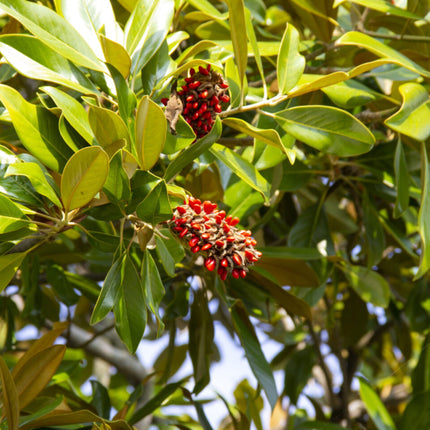 Nasiona Magnolii Wielkokwiatowej - Magnolia Grandiflora
