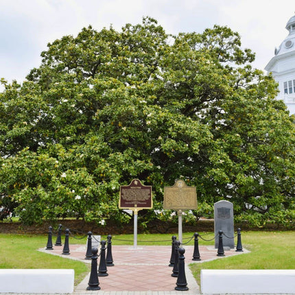 Nasiona Magnolii Wielkokwiatowej - Magnolia Grandiflora