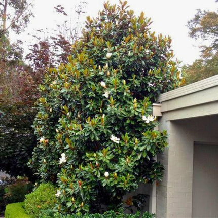 Nasiona Magnolii Wielkokwiatowej - Magnolia Grandiflora