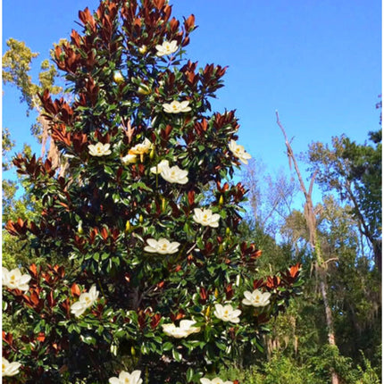 Nasiona Magnolii Wielkokwiatowej - Magnolia Grandiflora