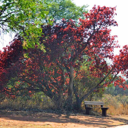 Nasiona Figowca Czerwonolistnego - Ficus Ingens