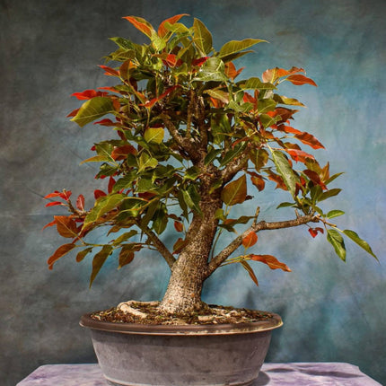 Nasiona Figowca Czerwonolistnego - Ficus Ingens