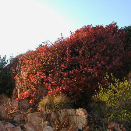 Nasiona Figowca Czerwonolistnego - Ficus Ingens