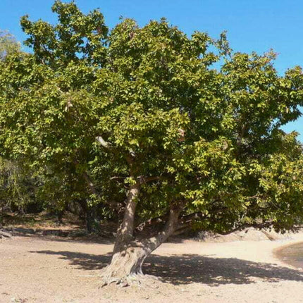 Nasiona Figowca Czerwonolistnego - Ficus Ingens
