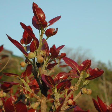 Nasiona Figowca Czerwonolistnego - Ficus Ingens