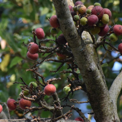 Nasiona Figowca Czerwonolistnego - Ficus Ingens