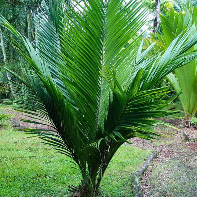 Nasiona Masoali Madagaskarskiej - Masoala Madagascariensis