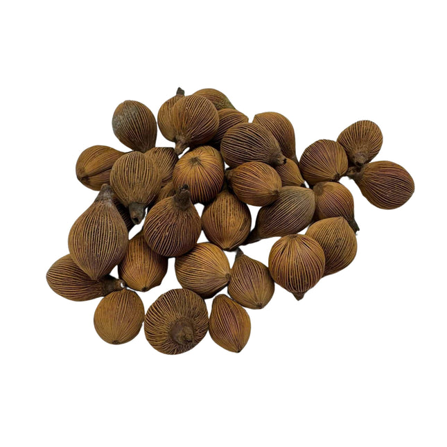 Nasiona Masoali Madagaskarskiej - Masoala Madagascariensis