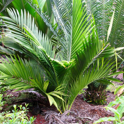 Nasiona Masoali Madagaskarskiej - Masoala Madagascariensis