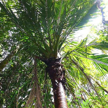 Nasiona Masoali Madagaskarskiej - Masoala Madagascariensis