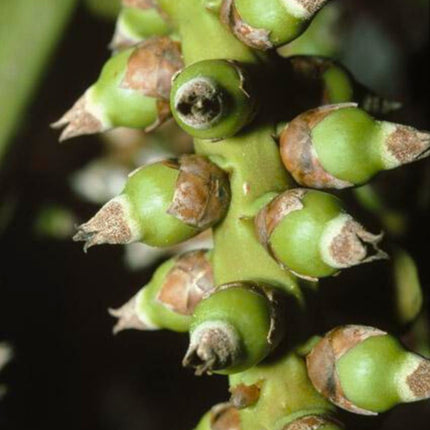 Nasiona Masoali Madagaskarskiej - Masoala Madagascariensis