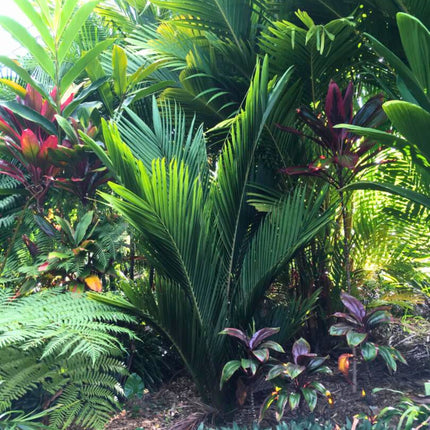 Nasiona Masoali Madagaskarskiej - Masoala Madagascariensis