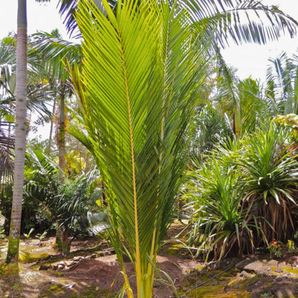 Nasiona Masoali Madagaskarskiej - Masoala Madagascariensis