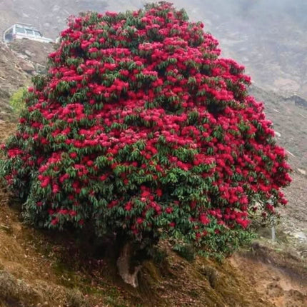 Nasiona Różanecznika Drzewiastego - Rhododendron Arboreum