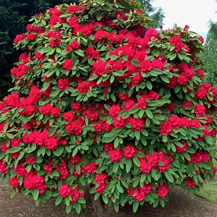 Nasiona Różanecznika Drzewiastego - Rhododendron Arboreum