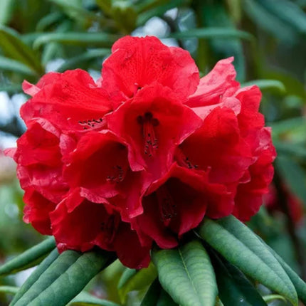 Nasiona Różanecznika Drzewiastego - Rhododendron Arboreum