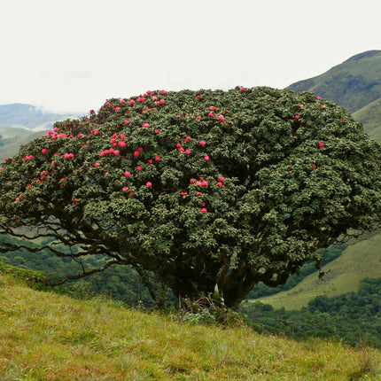 Nasiona Różanecznika Drzewiastego - Rhododendron Arboreum