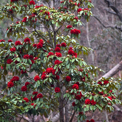 Nasiona Różanecznika Drzewiastego - Rhododendron Arboreum