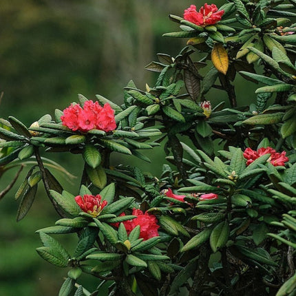 Nasiona Różanecznika Drzewiastego - Rhododendron Arboreum