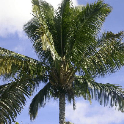Nasiona Kokosowca Madagaskarskiego - Beccariophoenix Madagascariensis