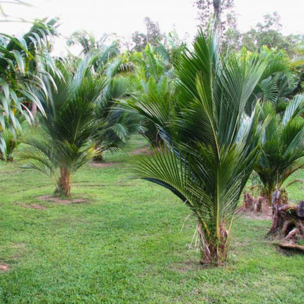 Nasiona Kokosowca Madagaskarskiego - Beccariophoenix Madagascariensis