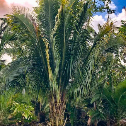 Nasiona Kokosowca Madagaskarskiego - Beccariophoenix Madagascariensis