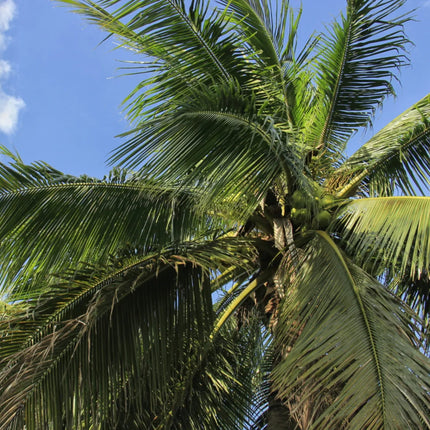 Nasiona Kokosowca Madagaskarskiego - Beccariophoenix Madagascariensis
