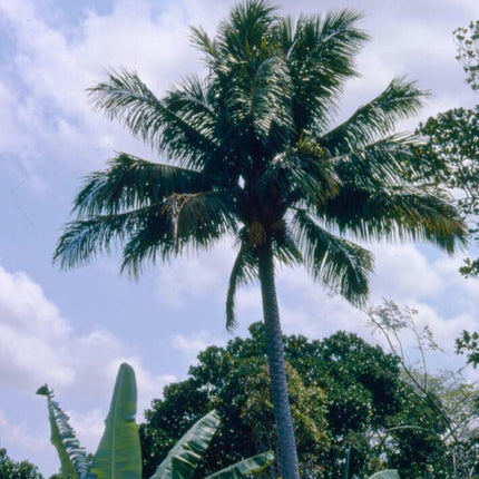Nasiona Kokosowca Madagaskarskiego - Beccariophoenix Madagascariensis