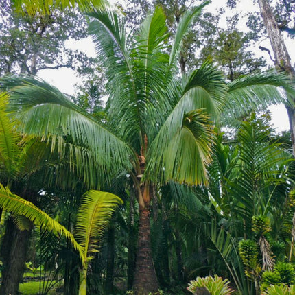 Nasiona Kokosowca Madagaskarskiego - Beccariophoenix Madagascariensis