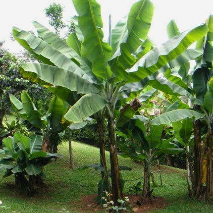 Nasiona Bananowca Śnieżnego - Ensete Glaucum