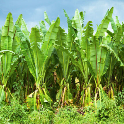 Nasiona Bananowca Śnieżnego - Ensete Glaucum