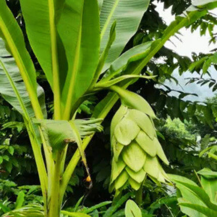 Nasiona Bananowca Śnieżnego - Ensete Glaucum
