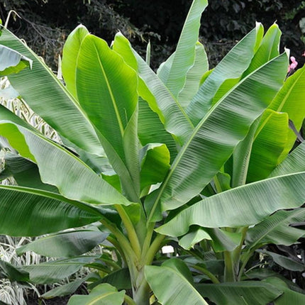 Nasiona Bananowca Śnieżnego - Ensete Glaucum