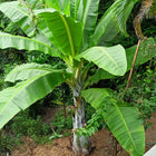 Nasiona Bananowca Śnieżnego (Ensete glaucum)