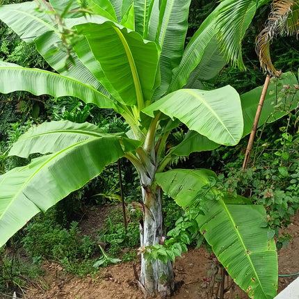 Nasiona Bananowca Śnieżnego - Ensete Glaucum