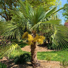 Nasiona Szorstkowca Takil (Trachycarpus takil)